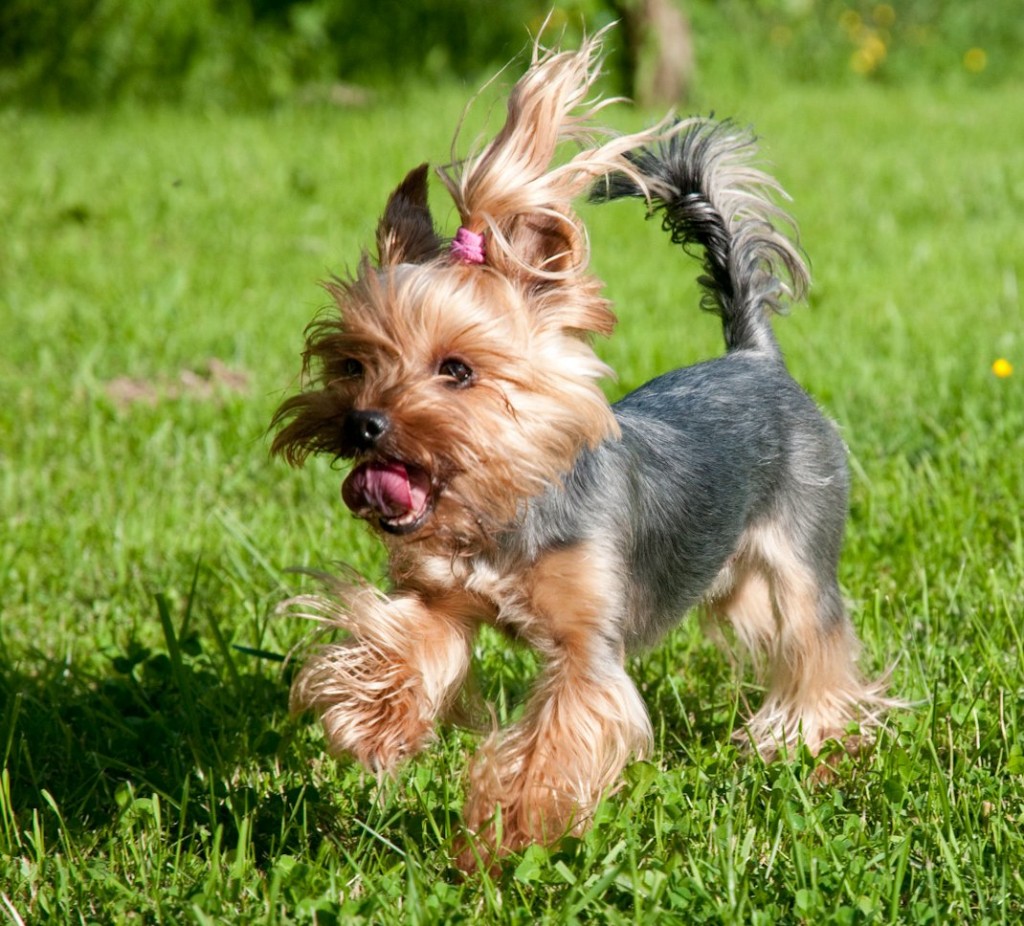 Yorkšírský-terier-Jorkšírský-terier-Yorkshire-Terrier-8