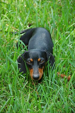 250px-Black-and-tan_smooth_Dachshund