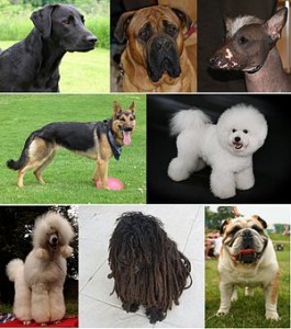 300px-montage_of_dogs.jpg